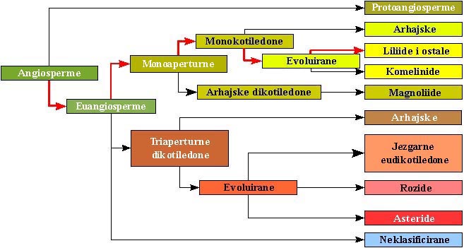 Datoteka:Filogenija angiospermi-1 (5).jpg