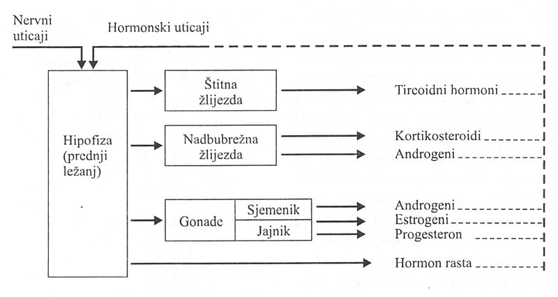 Datoteka:Hormoni.jpg