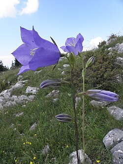Campanula persicifolia, Trebević (poklon fotos: prof. emeritis dr. Dubravka Šoljan)