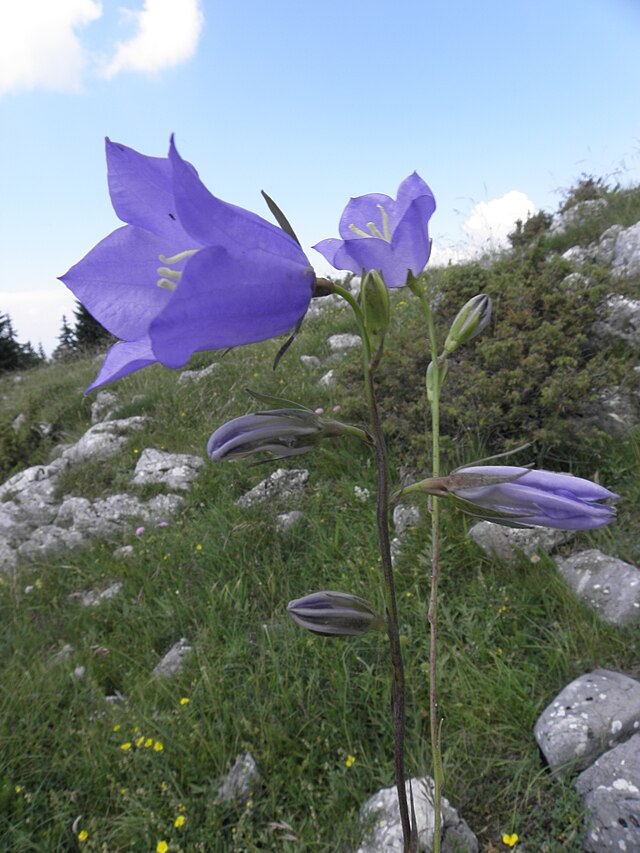 24 Campanula komarovii