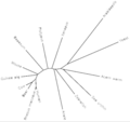 FAM203B Phylogenetic Tree (1).png