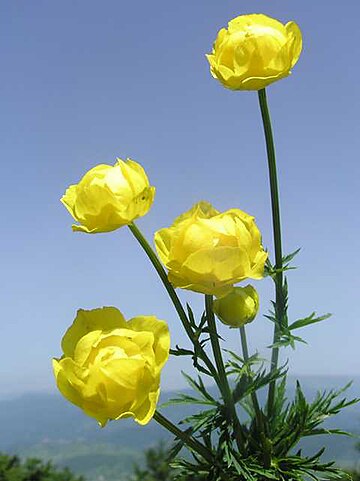 Trollius europaeus