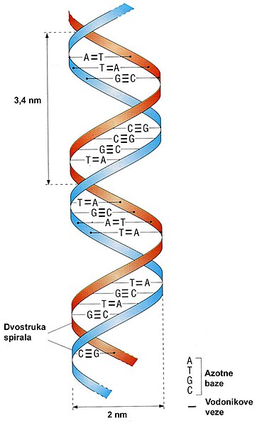 Datoteka:DNK-model.jpg