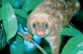 Fitxer:Cuscús - Spilocuscus wilsoni.jpg