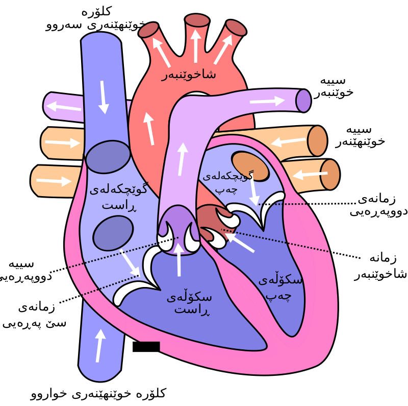 https://upload.wikimedia.org/wikipedia/ckb/thumb/0/0b/Diagram_of_the_human_heart_%28cropped%29_ckb.svg/800px-Diagram_of_the_human_heart_%28cropped%29_ckb.svg.png