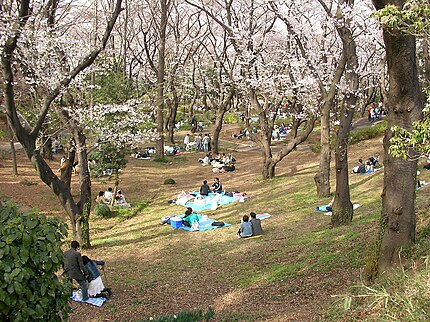 三ツ沢公園（横浜市）の花見
