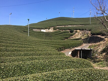 和束町の茶畑の風景