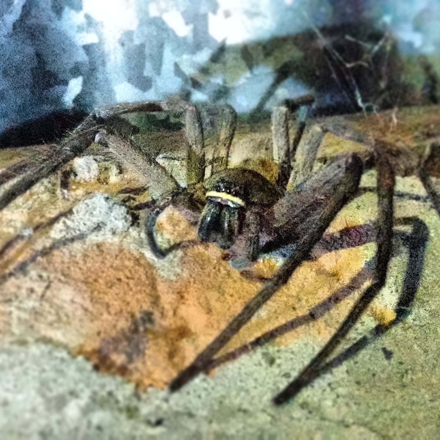 huntsman spider nest