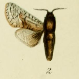 <i>Brachylia</i> Genus of moths