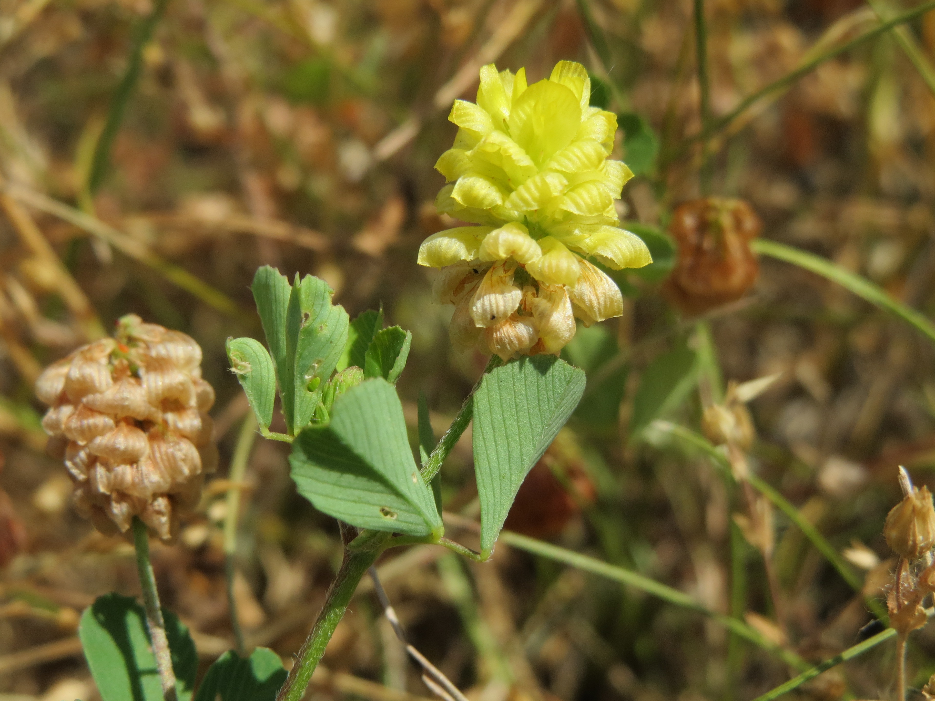 Люцерна сорняк. Клевер полевой Trifolium Campestre. Люцерна хмелевидная. Клевер люцерна. Люцерна хмелевидная сорняк.