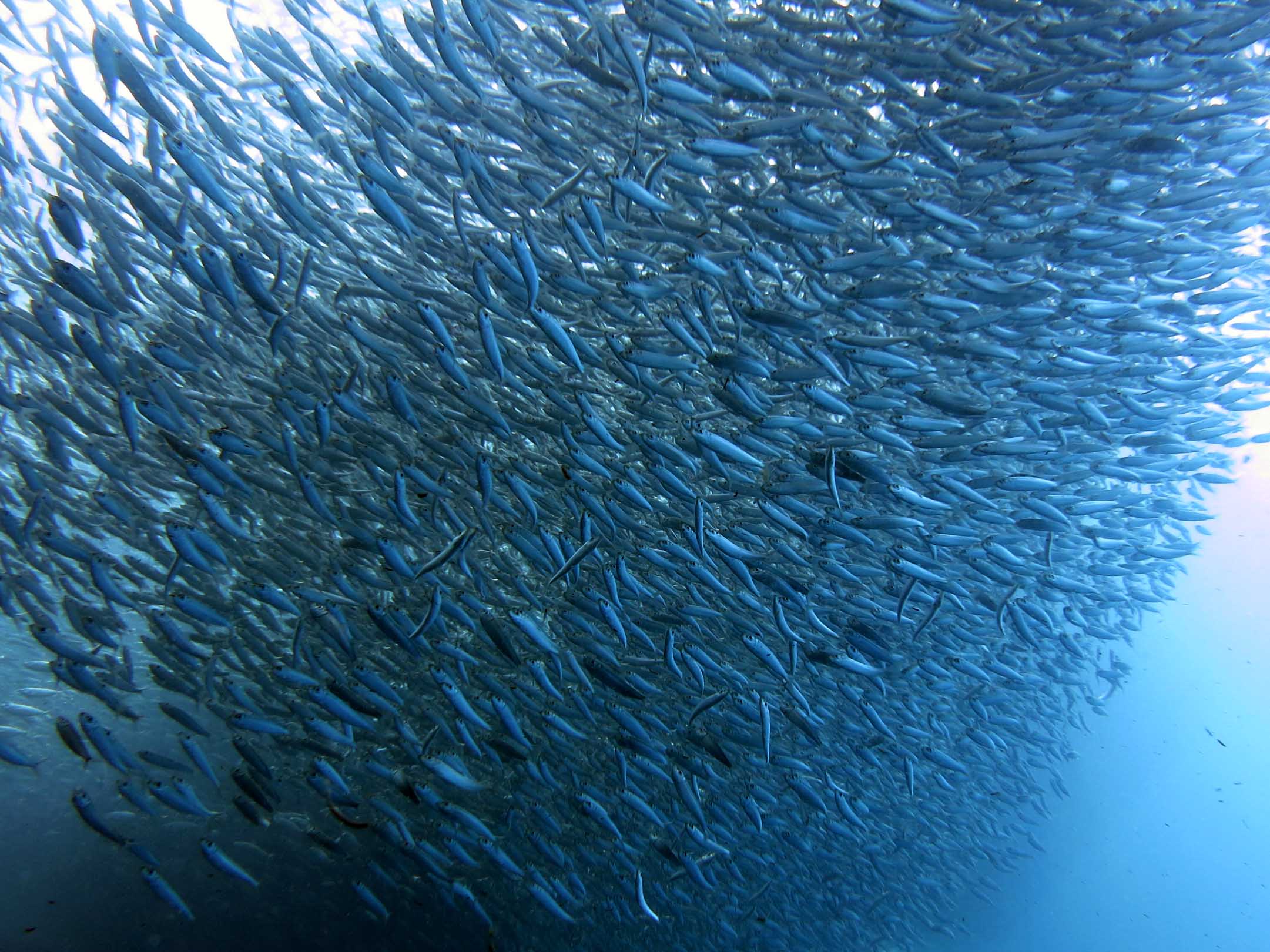 Wikimedia Commons (https://upload.wikimedia.org/wikipedia/commons/0/00/2014_11_Moalboal_21_sardine_run_%2816024303526%29.jpg)