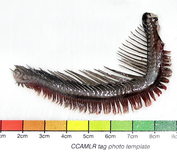 File:Aethotaxis mitopteryx 1stgillarch.jpg