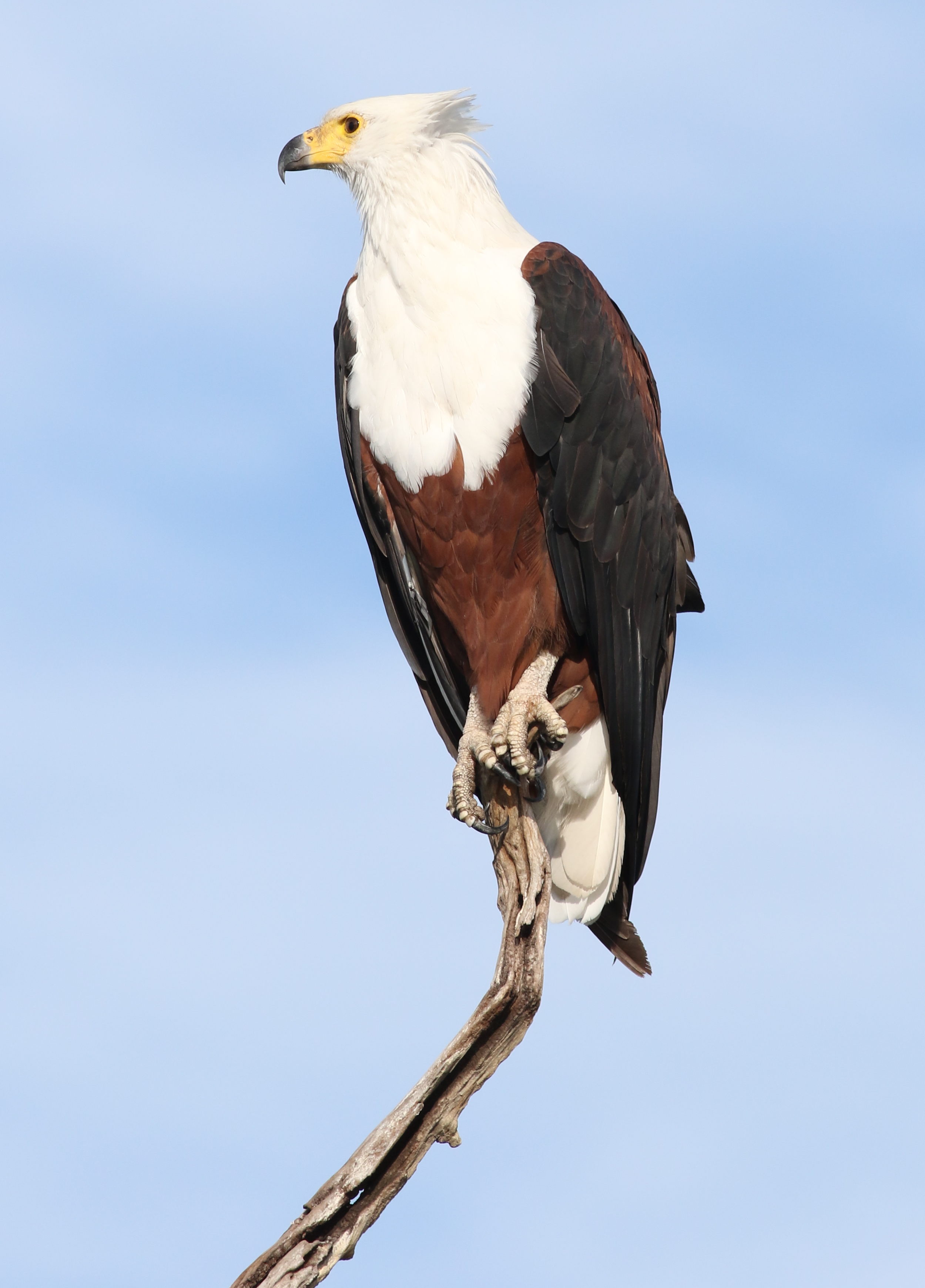 eagle carrying fish