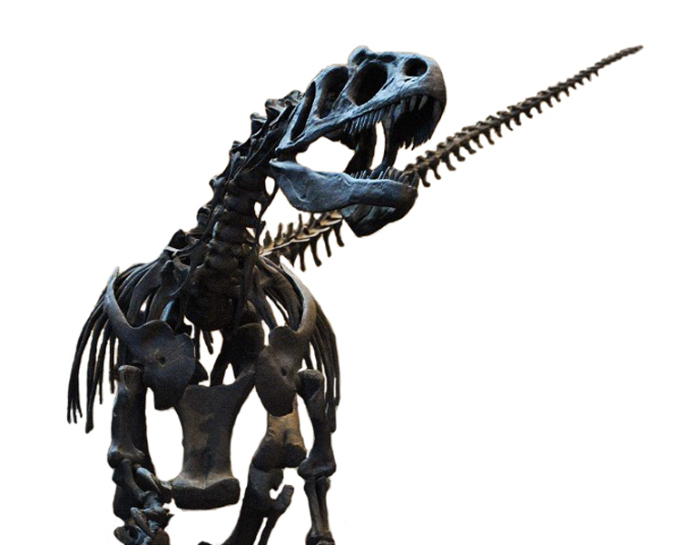 File:Allosaurus fragilis AMNH 01.jpg