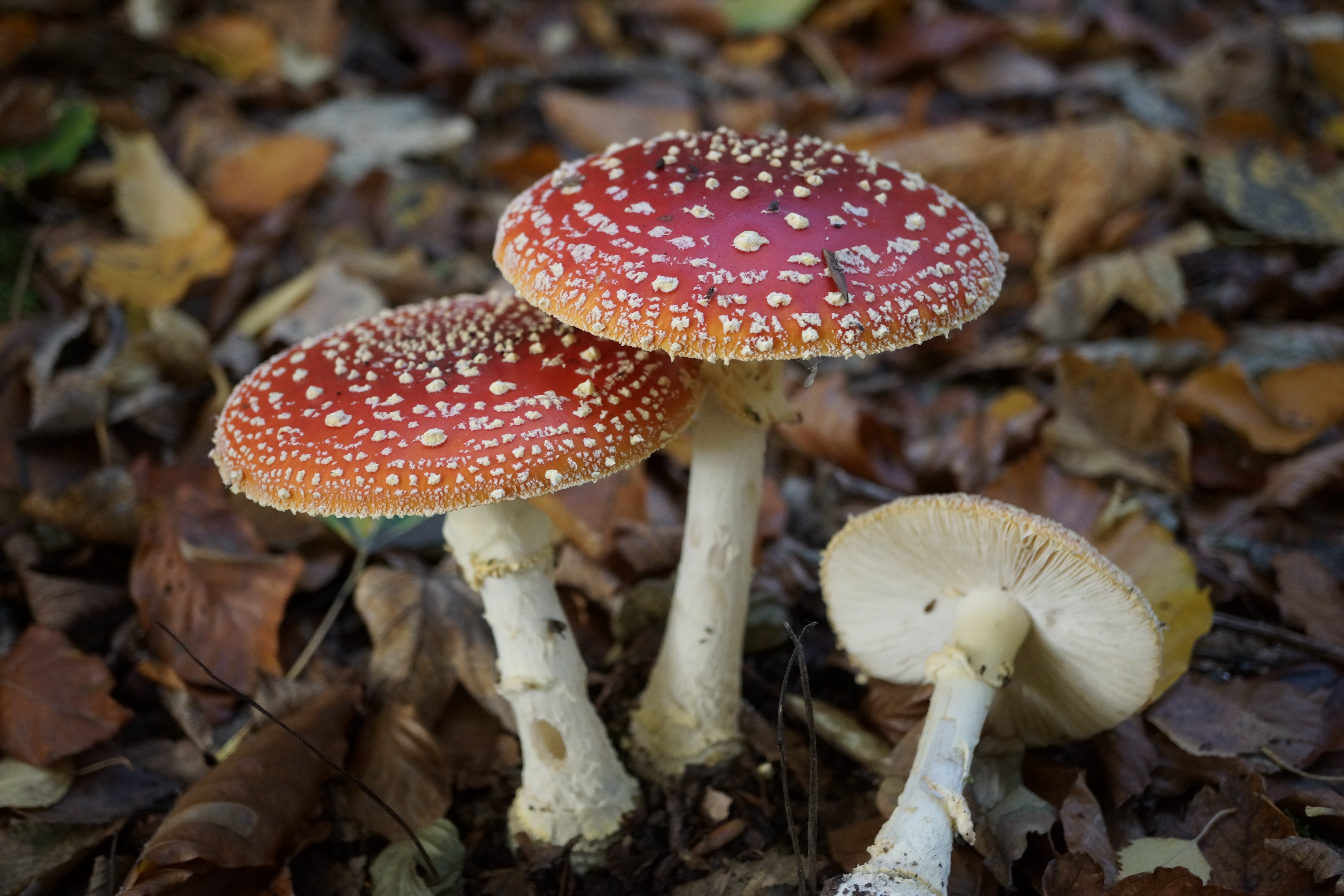 Külső élősködő gombák Kertészeti lexikon