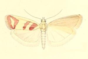 <i>Ancylosis hellenica</i> Species of moth