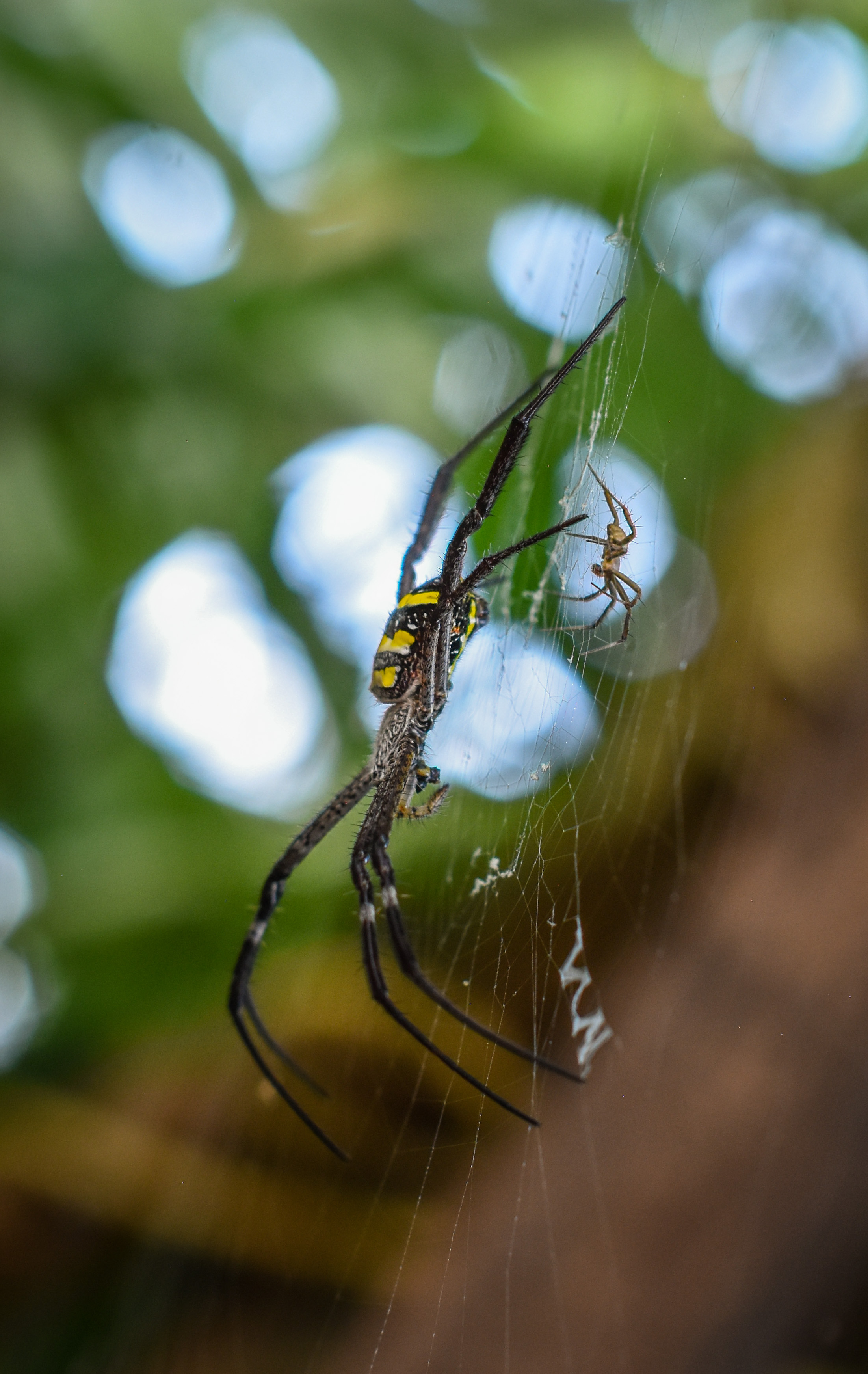 File:Argiope anasuja spider.jpg - Wikipedia