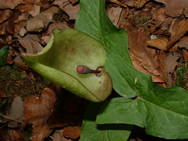 File:Arum maculatum jfg3.jpg