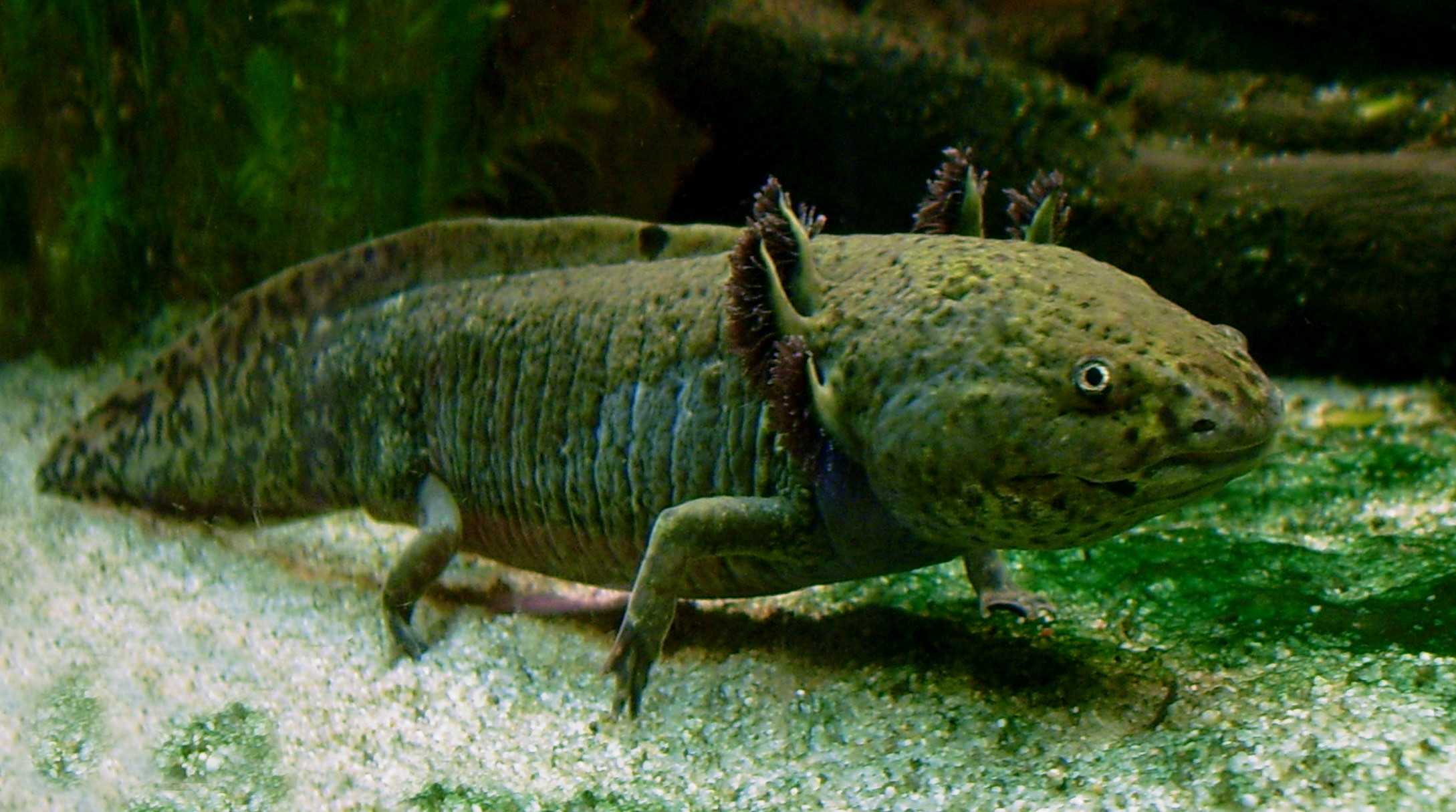 Axolotl Blanc - Ambystoma mexicanum - DNZ, Autres poissons, Poissons, Invertébrés & Co.