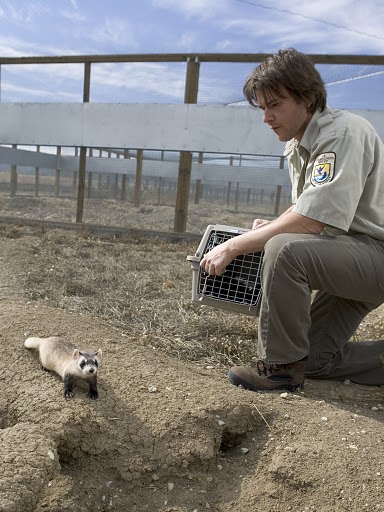 File:Black-footed Ferret (5219918006).jpg