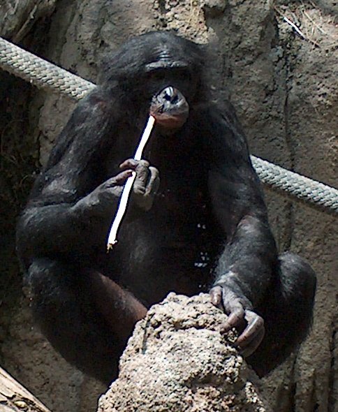 Bonobo's beschikken over cognitieve vaardigheden zoals diercommunicatie,[68] werktuiggebruik en zelfherkenning.[69]