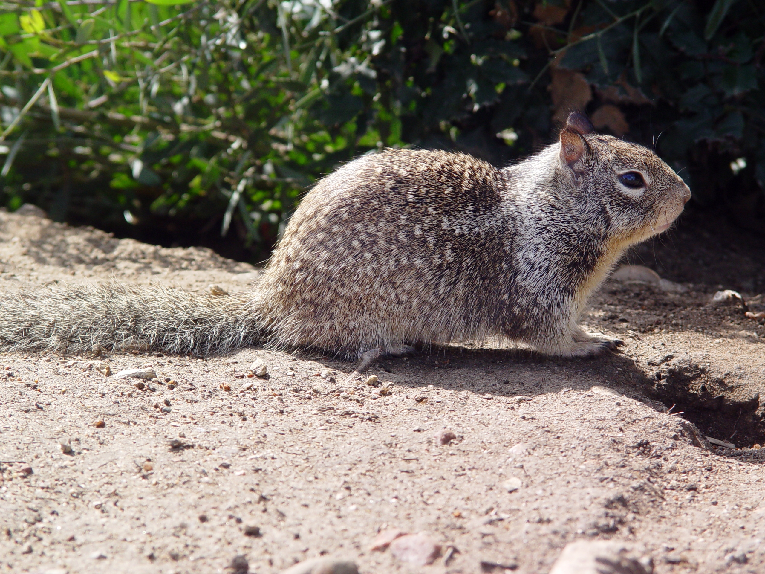 File:CA Ground Squirrel at burrow.jpg  Wikimedia Commons