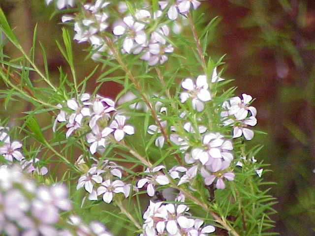 File:Caleonema pulchrum0.jpg