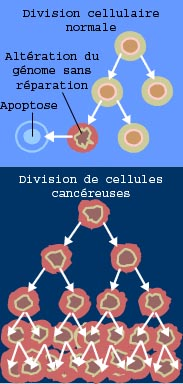 File:Cancer division cellulaire NIH traduction française.png