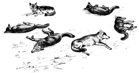 File:Canis lupus resting (illustration).jpg