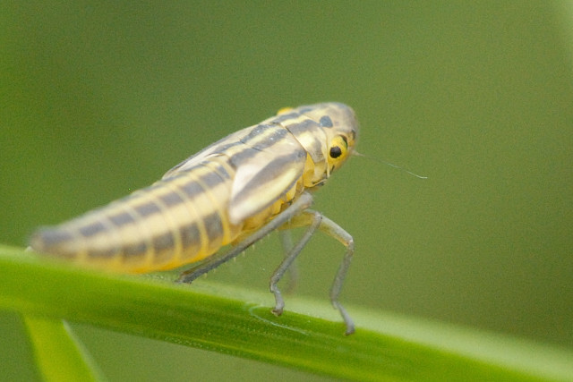 File:Cicadella.viridis4.-.lindsey.jpg