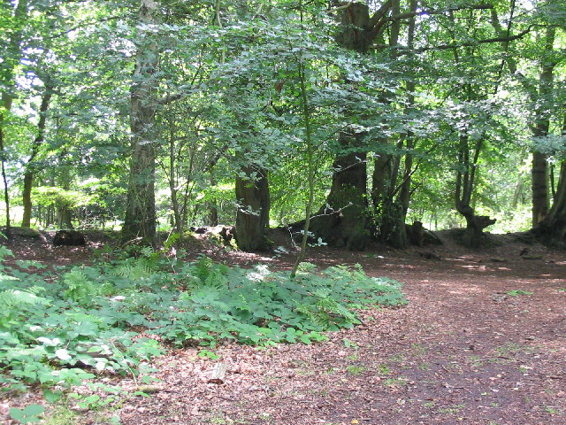 File:Clearing, Snelsmore Common Country Park - geograph.org.uk - 35409.jpg