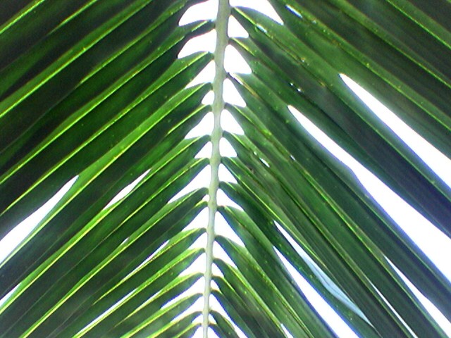 File:Coconut palm leaf of the tree that grows in my miserly landlords house.jpg