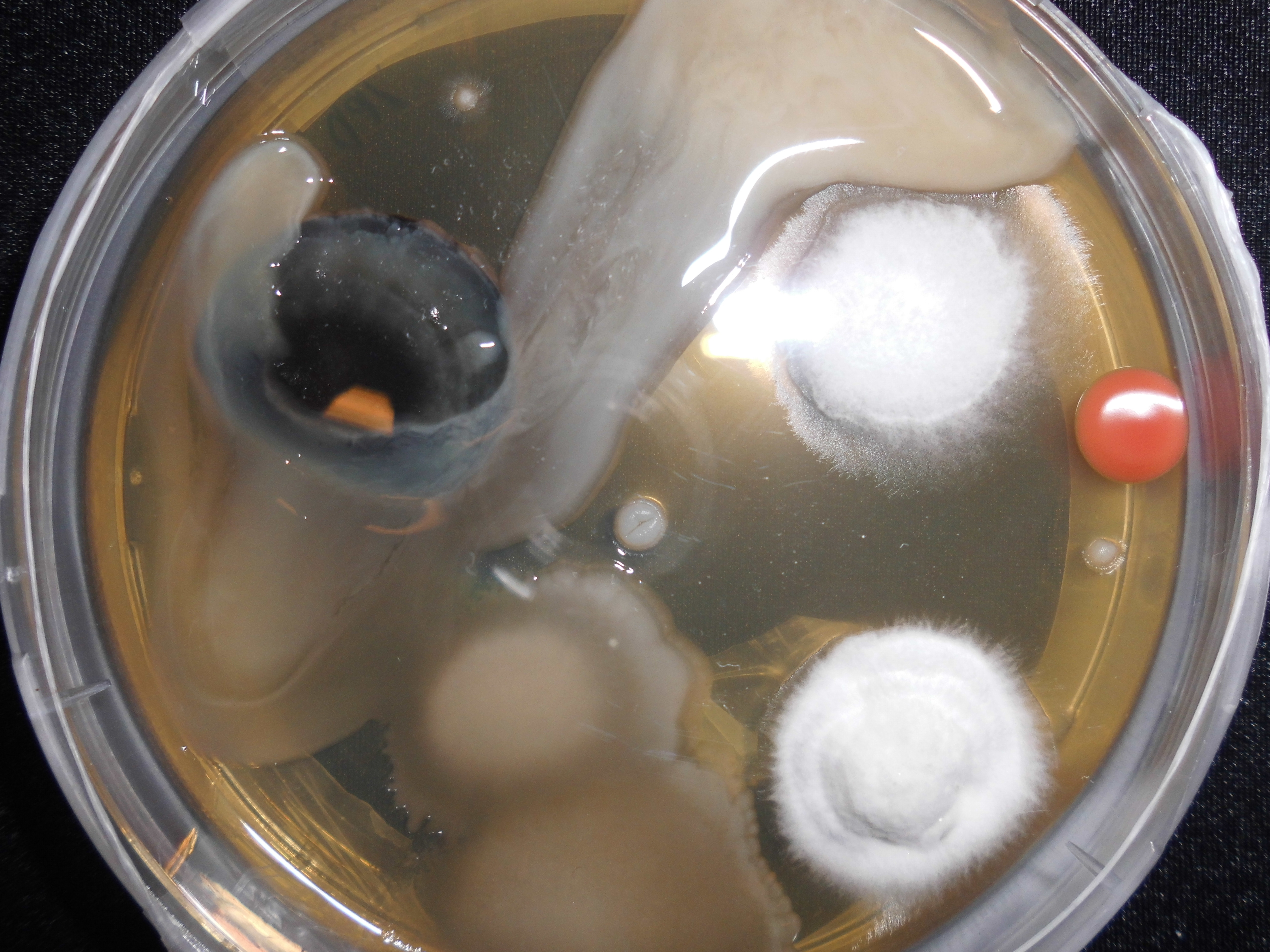 Strains, 1: NUTRIENT AGAR, Media