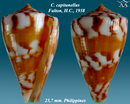 File:Conus capitanellus 2.jpg