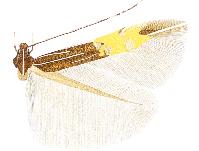 <i>Cosmopterix opulenta</i> Species of moth