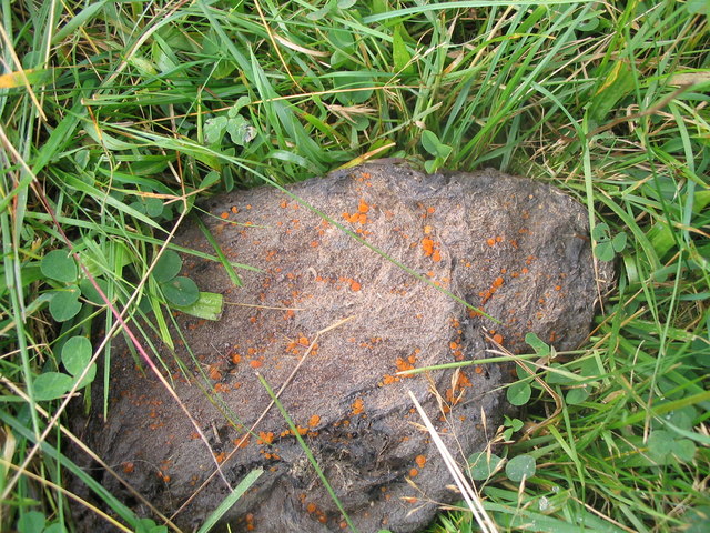 File:Cow pat fungus - geograph.org.uk - 578055.jpg