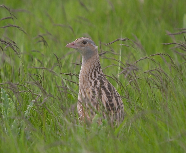 File:Crex crex, Isle of Man.jpg