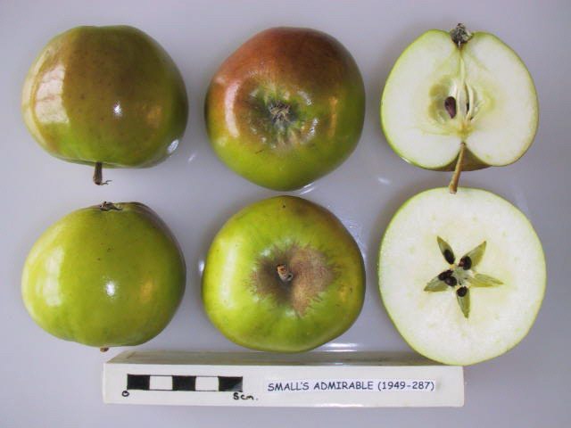 File:Cross section of Small's Admirable, National Fruit Collection (acc. 1949-287).jpg