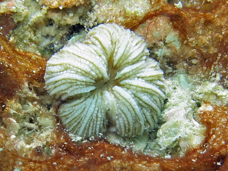 File:Cycloseris distorta.jpeg