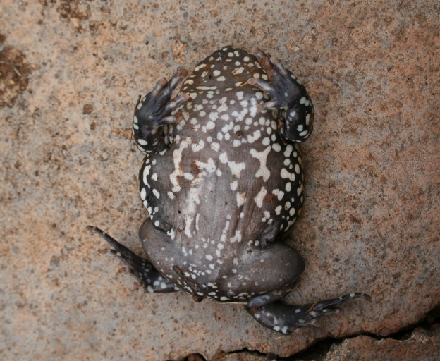 File:Dermatonotus muelleri04.jpg