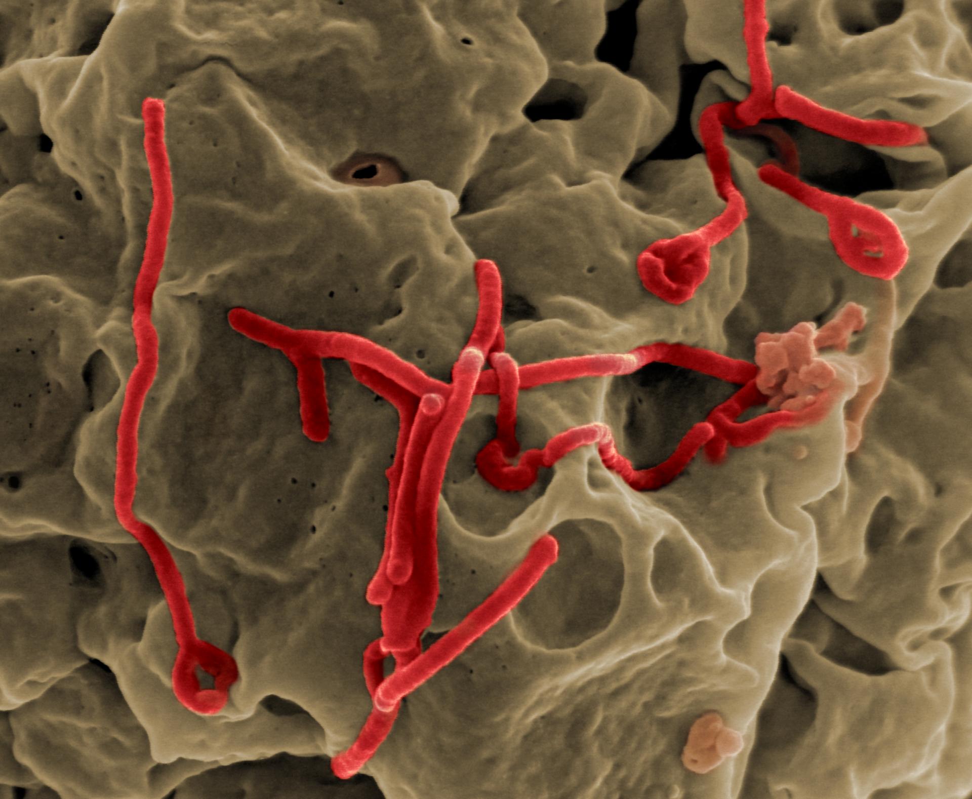 List Of Ebola Outbreaks Wikipedia