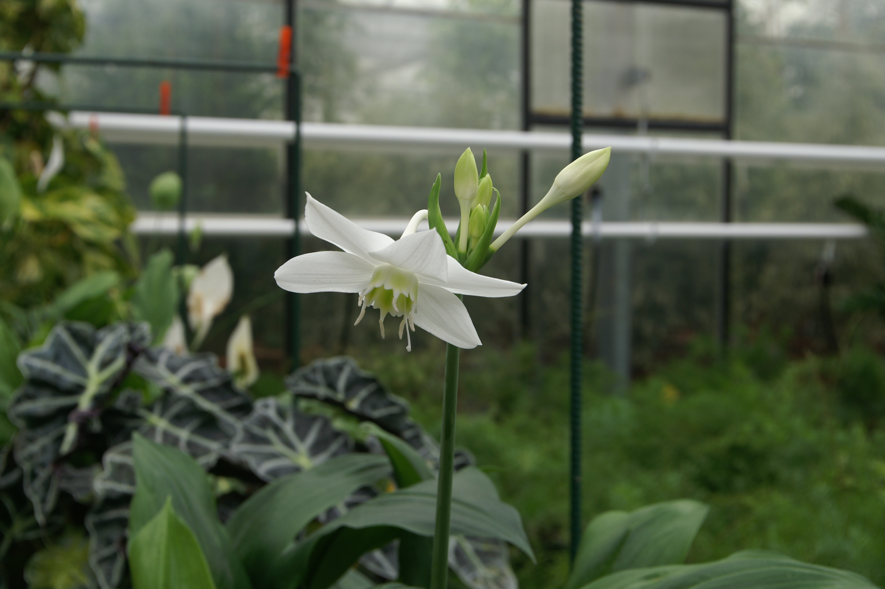 Eucharis Amazonica