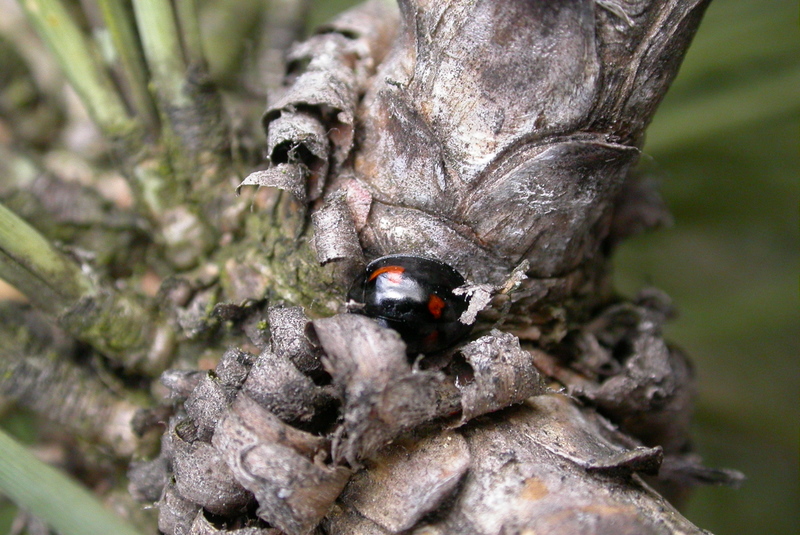 File:Exochomus quadripustulatus (2129833936).jpg