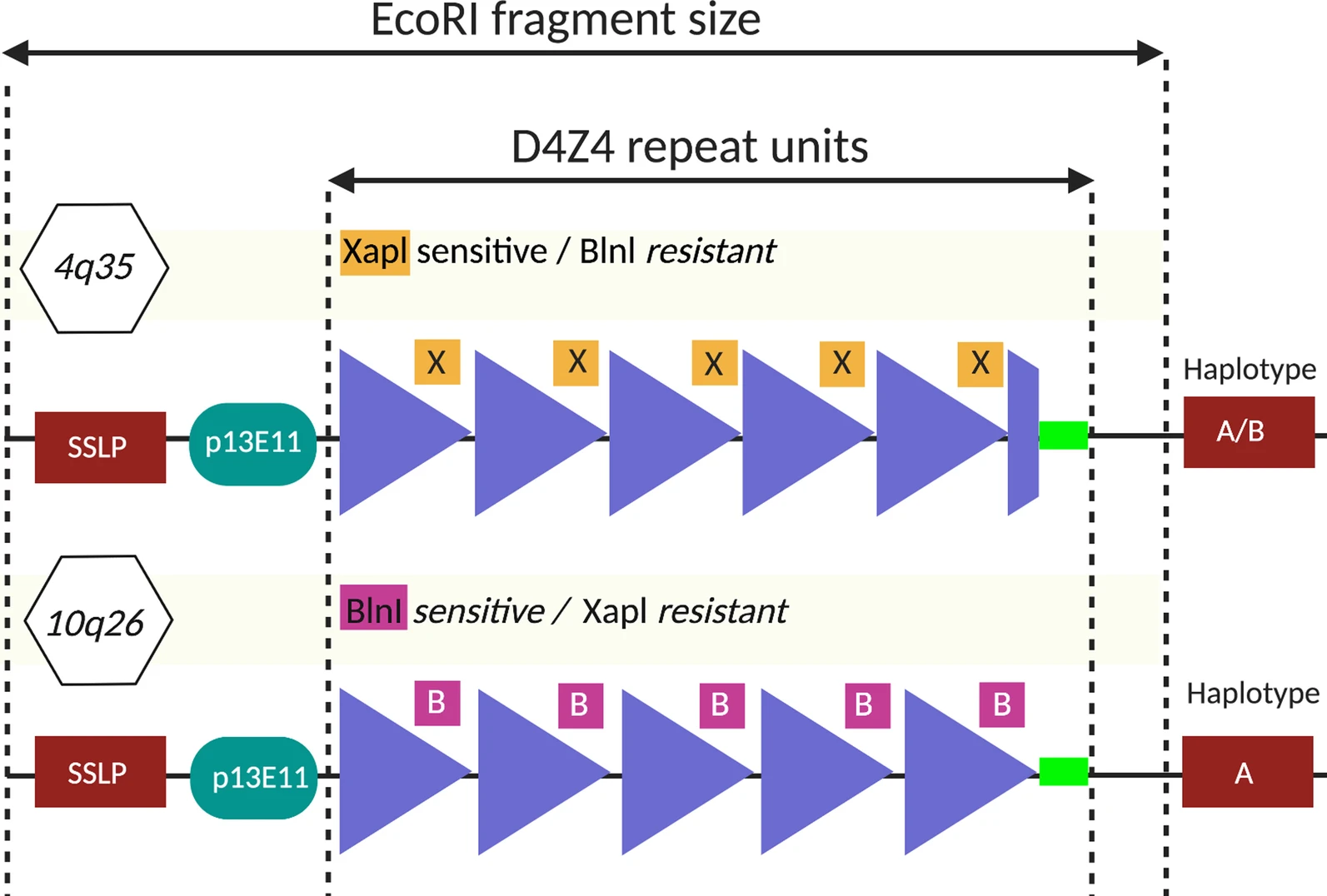 restriction enzymes digestion