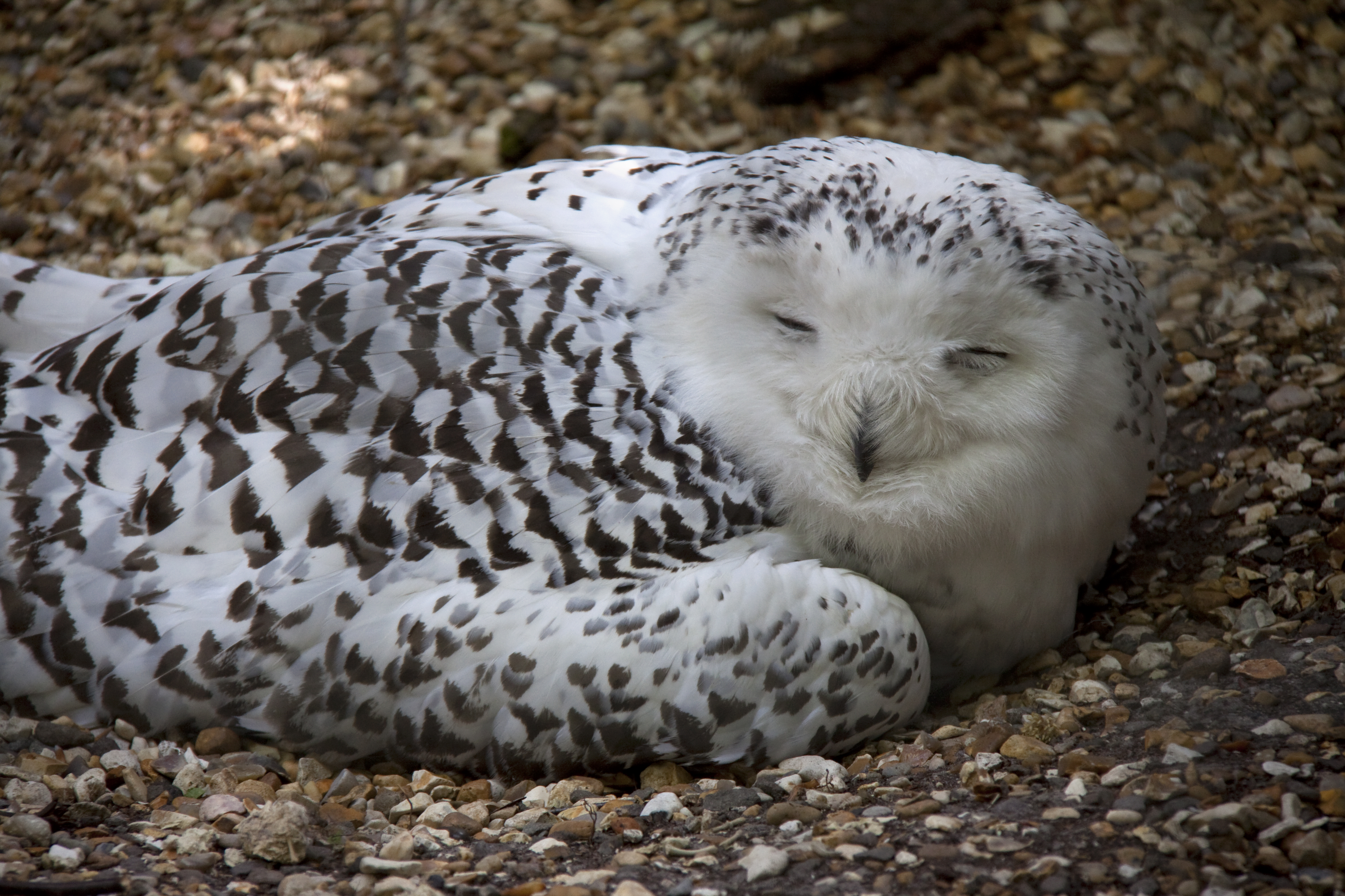 cute white owls