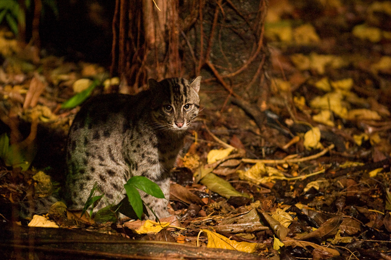 Fishing cat (Prionailurus viverrinus) - Wild Cats World