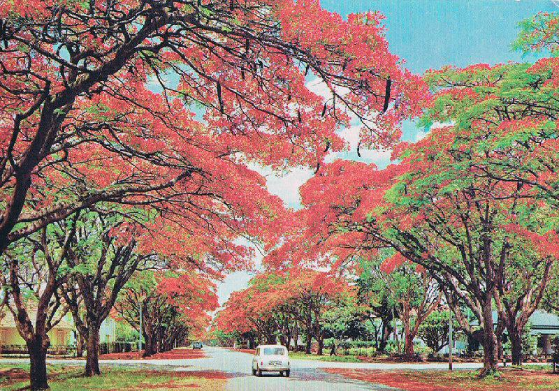 Flamboyant trees: Hãy bắt đầu ngày mới với hình ảnh những cây đỗ quyên cùng bầu trời xanh ngắt sẽ làm cho không gian xung quanh tràn ngập màu sắc và rực rỡ. Hoa đỗ quyên là một trong những biểu tượng đặc trưng của miền nhiệt đới, với những sắc đỏ tươi sáng, chúng sẽ chinh phục trái tim mỗi người.