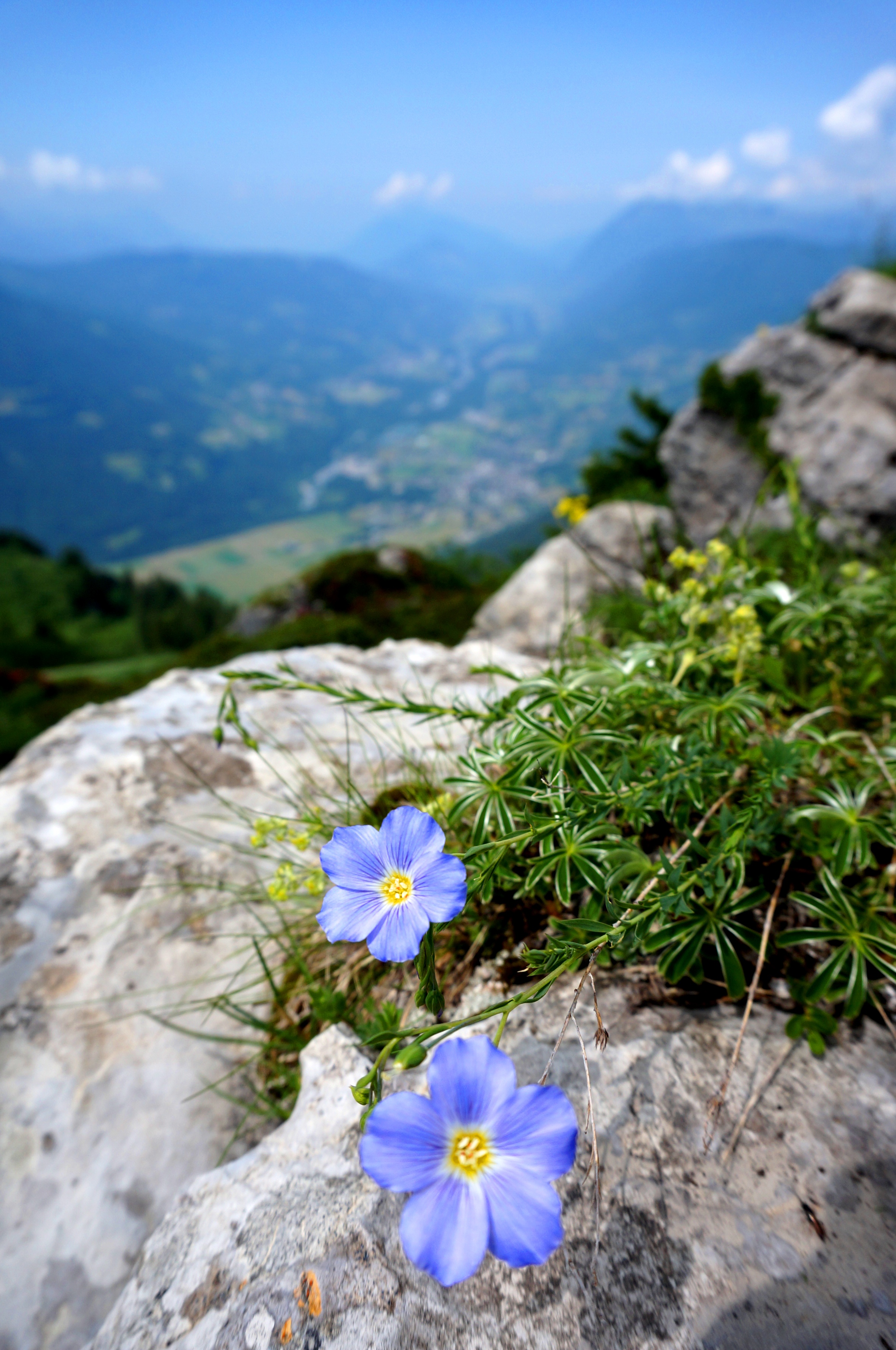Fleur des montagnes.jpg