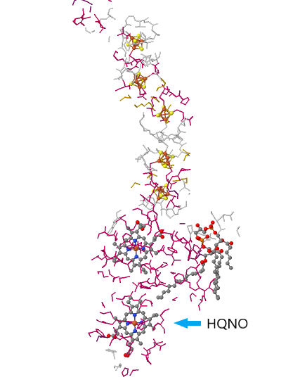File:Formate Dehydrogenase 1kqf overall protein 1 (KC).png