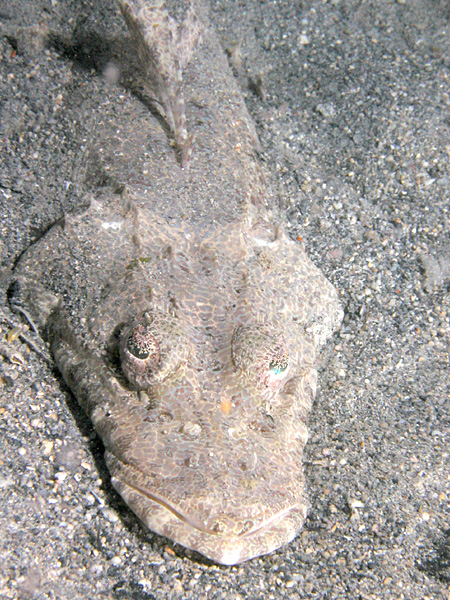 Flathead Fish Wikipedia